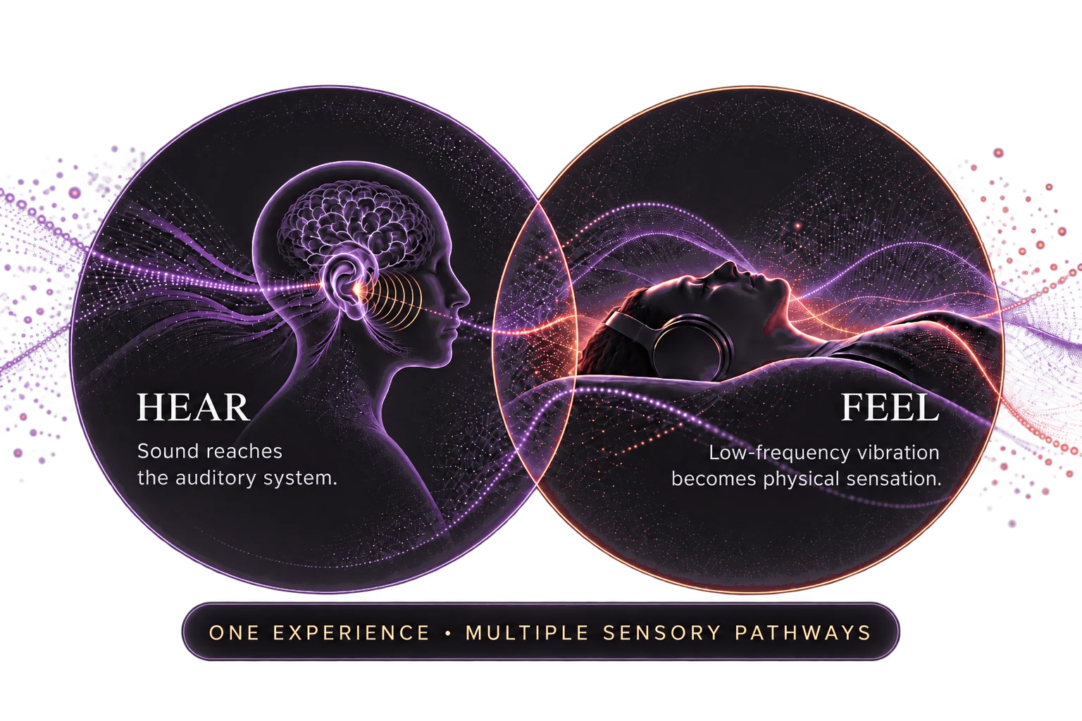 Diagram showing sound reaching the auditory system and low-frequency vibration becoming physical sensation, two sensory pathways within one experience